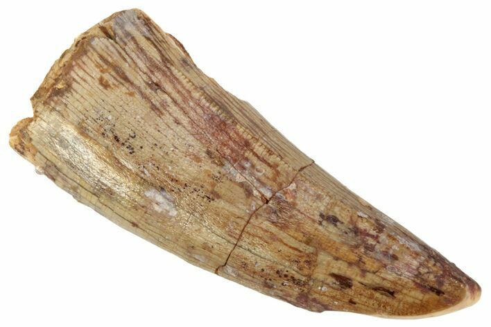Serrated, Fossil Phytosaur Tooth - New Mexico #219344
